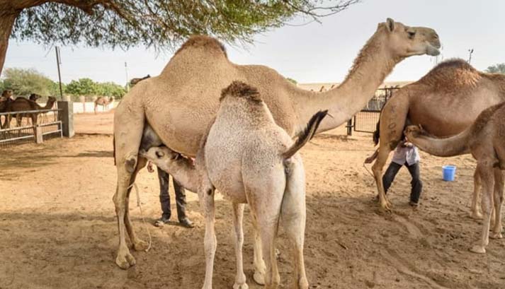 ICAR-National Research Centre on Camel Cab